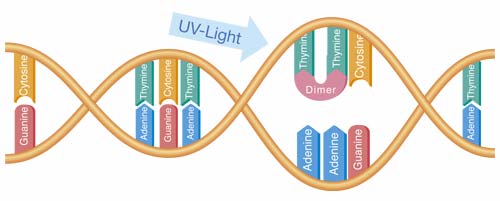 DNA and UV